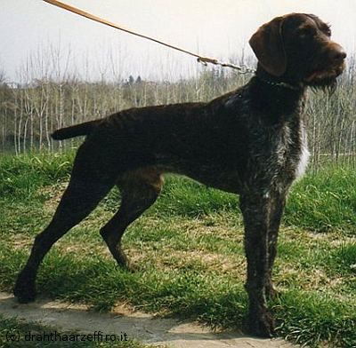 Zorro v. Hoper-Moor