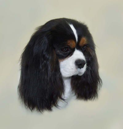Ocuaigs Octavia
