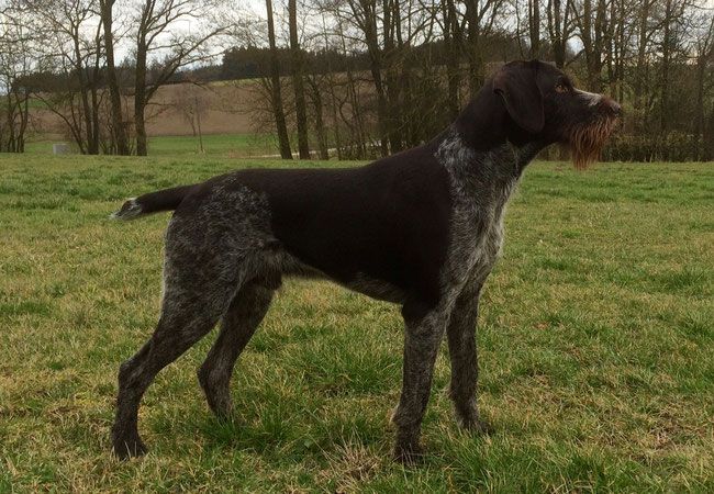 Nero  von der Hofmark