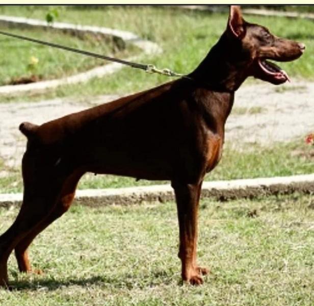 Pride of Russia Greza