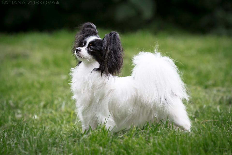 Octavia Favorelit