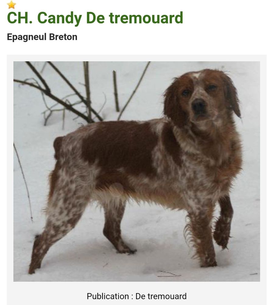 CANDY de Tremouard