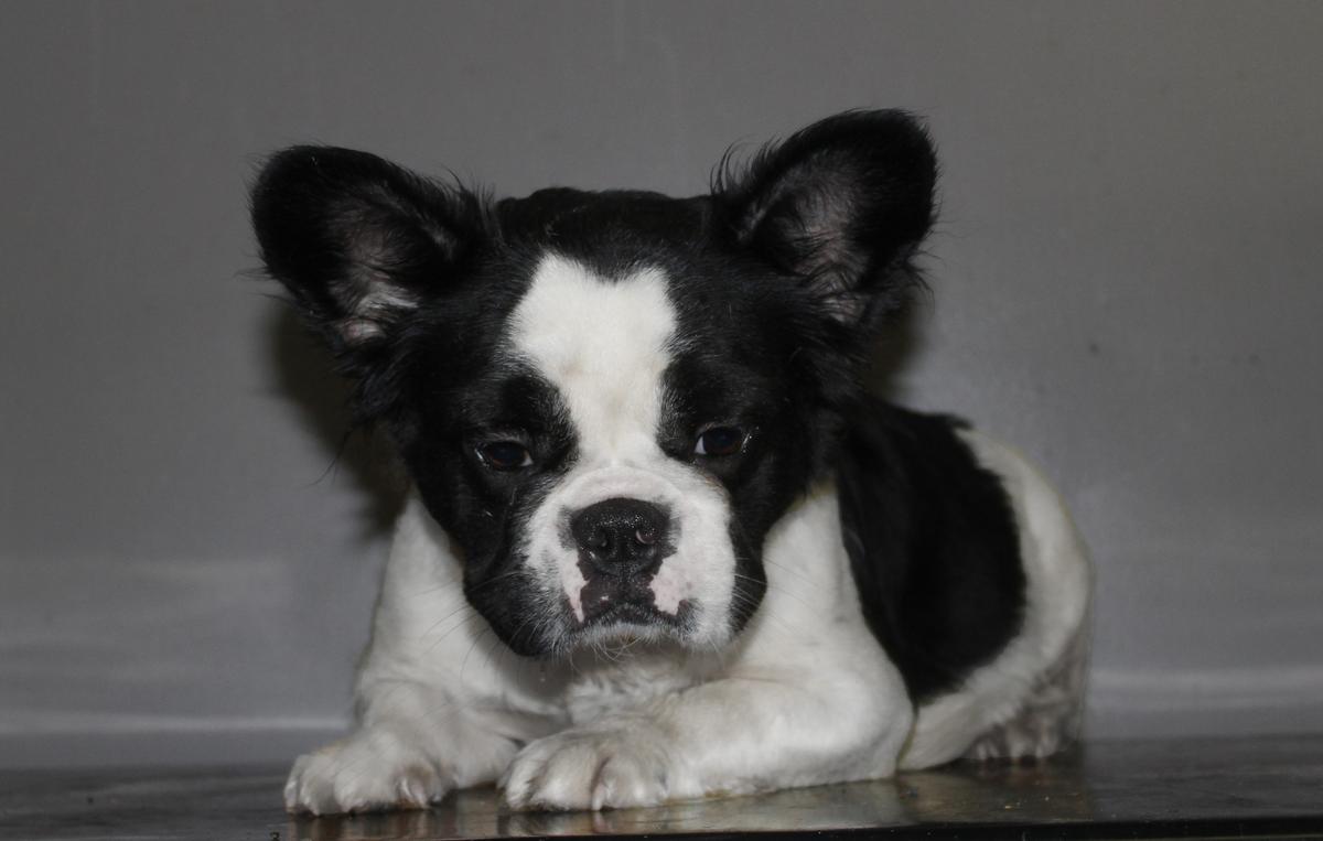Pegasso Dream's Dogbull