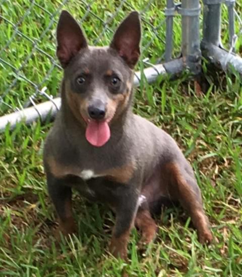 Sweet Magnolia Tucker Of AHK