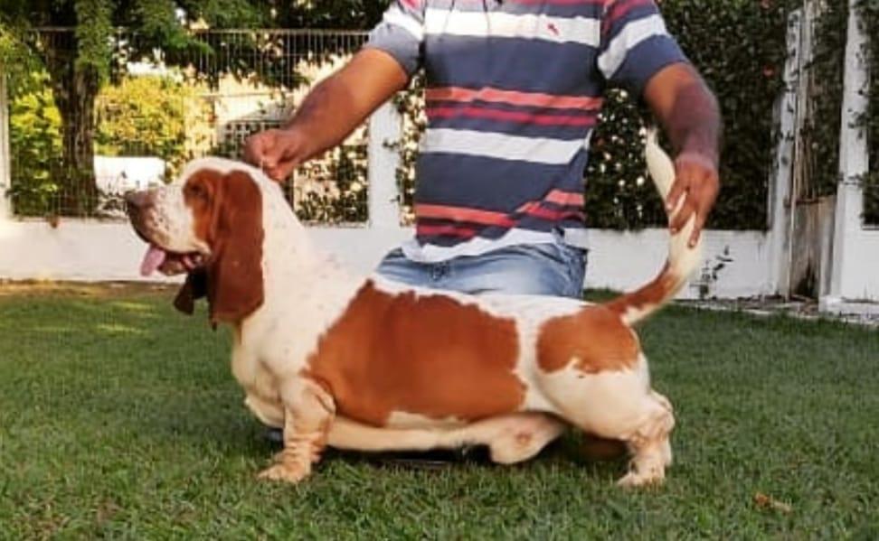 BRAVE BASSET MV BARUK