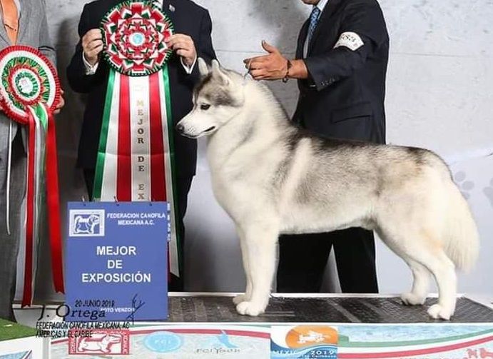 Dante Pasos Ligeros