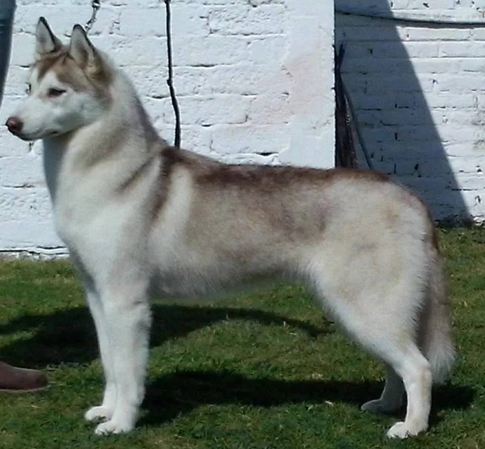 Snowmist's B Pink