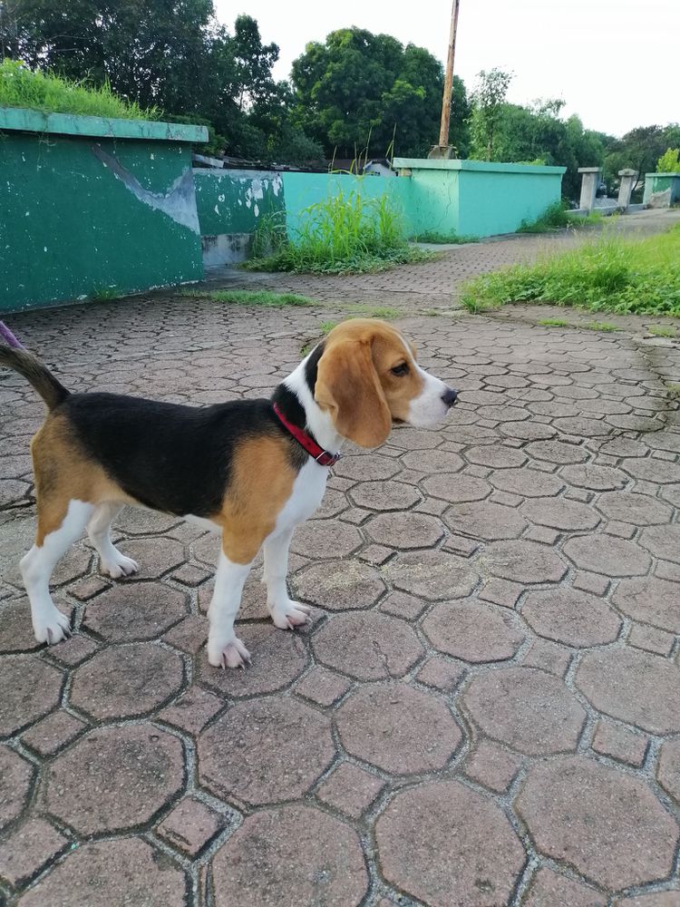 Luna Bree (Diaz-Bautista)