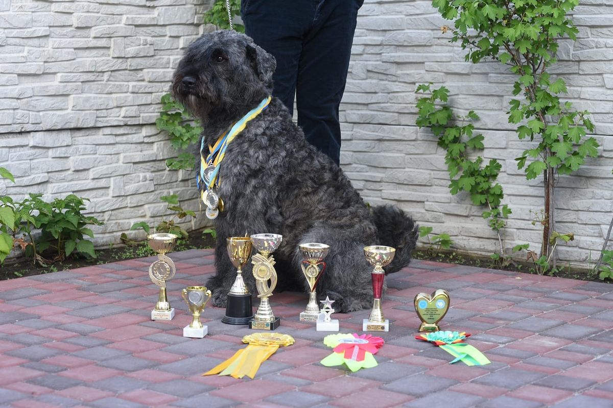 BOUVIER FROM KITSIS HOUSE CINDERELLA