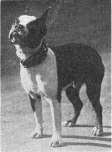 Plegge's Warrior of Innisfail