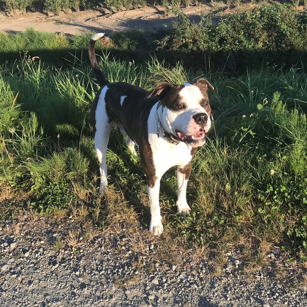 Hugo