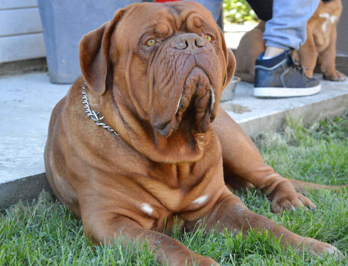 Ikea Gioia Dogue Force One