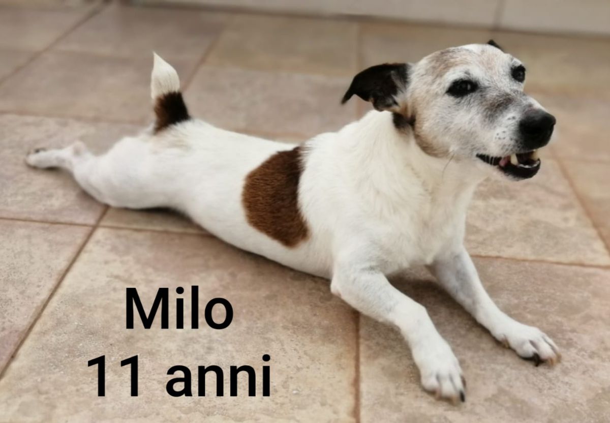 Milo M.G.