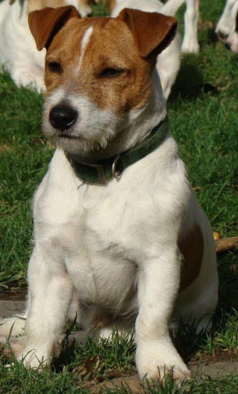 Southjack Pepper
