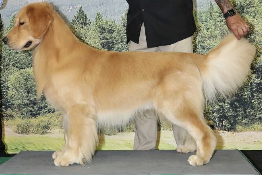 MASTERS TEKO LIVE LONG AND PAWS PER