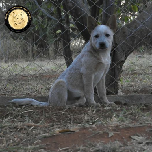Zeus of Heeler's Selivon