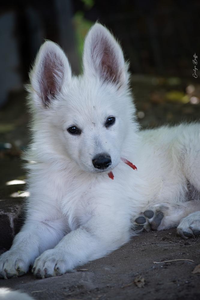 Stiorra Zeichen Von Wolf