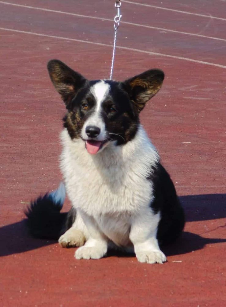 Dom Corgi Shelby Rabara