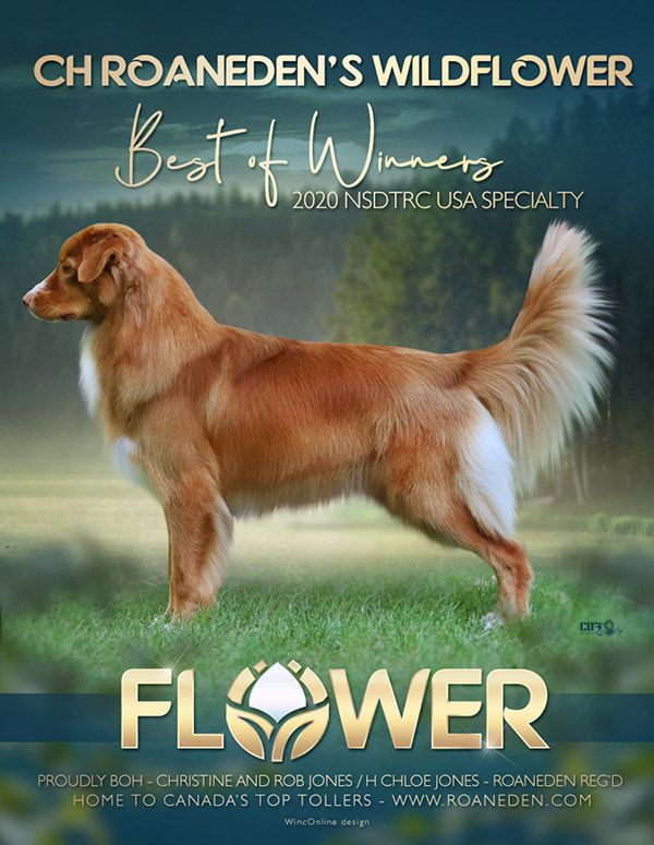 Roaneden's Wild Flower