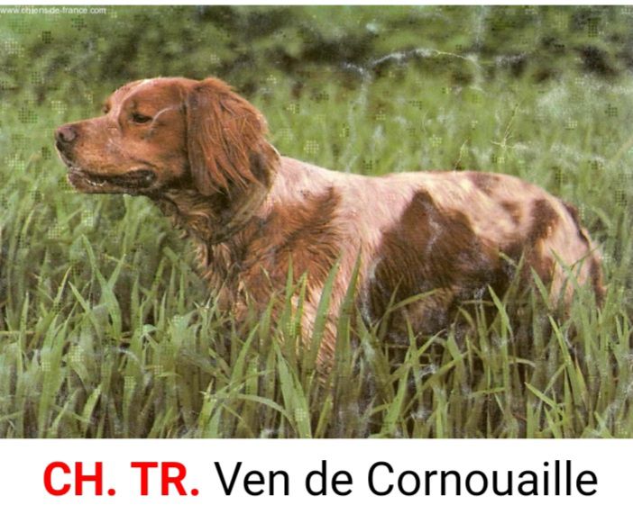 VEN de Cornouaille