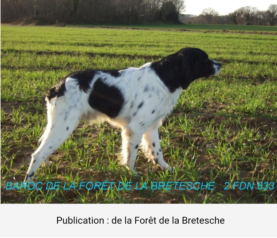 BAROC de la Foret de la Bretesche