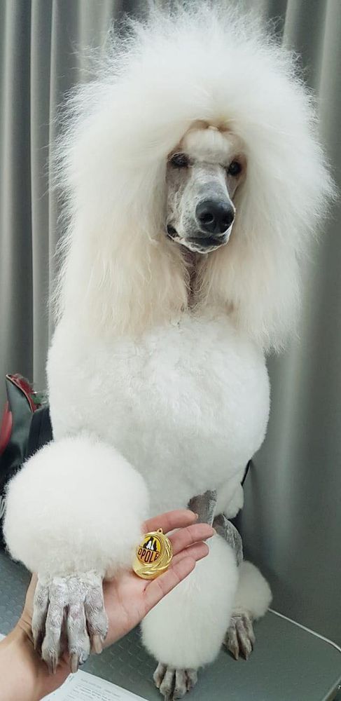 LoveMyPoodle Anytime