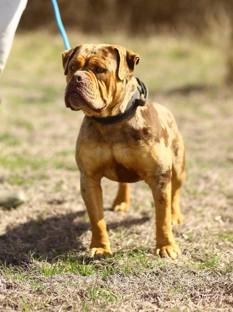 Tumbling Creek's Yoshi of Cannon Bulldogs