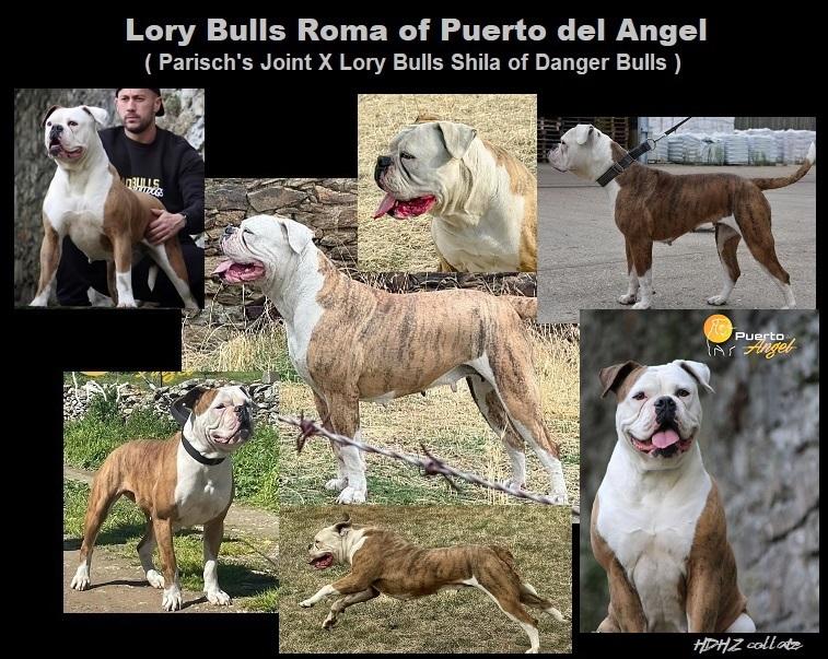 Lory Bulls Roma