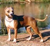 IRON JAW SHIELA