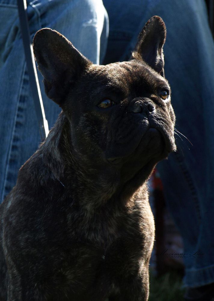 Hettie of Kellaney