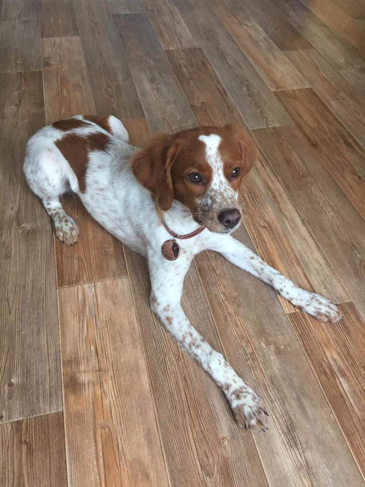 BELLA (2020)