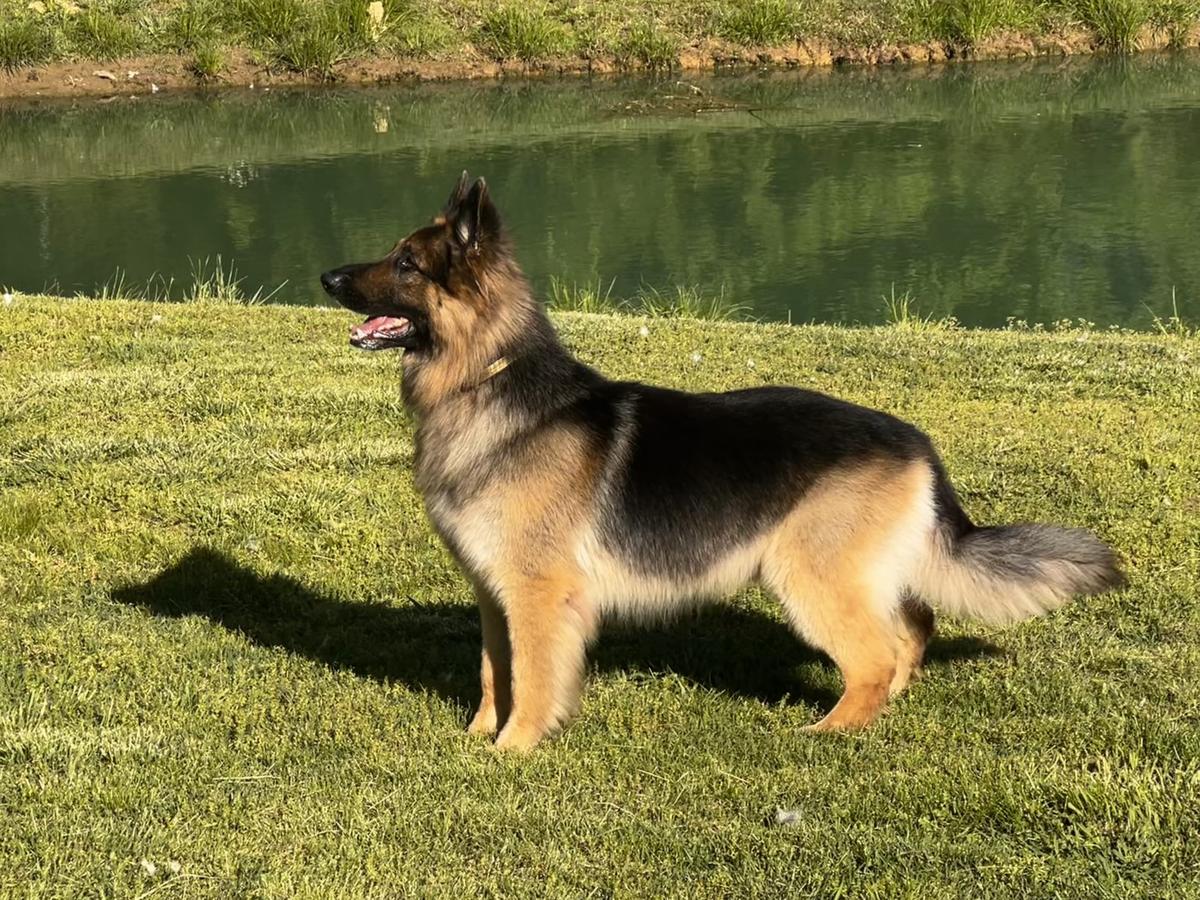 Memphis Von Frieden
