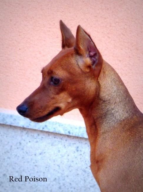 Victoria De La Estribera