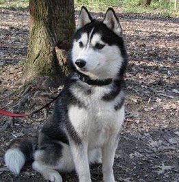 Husky Haven Chocolate Kiss