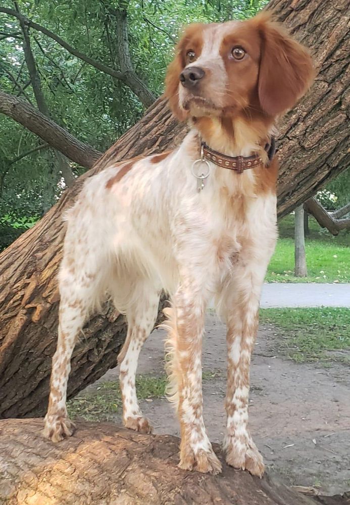 DULCINEA