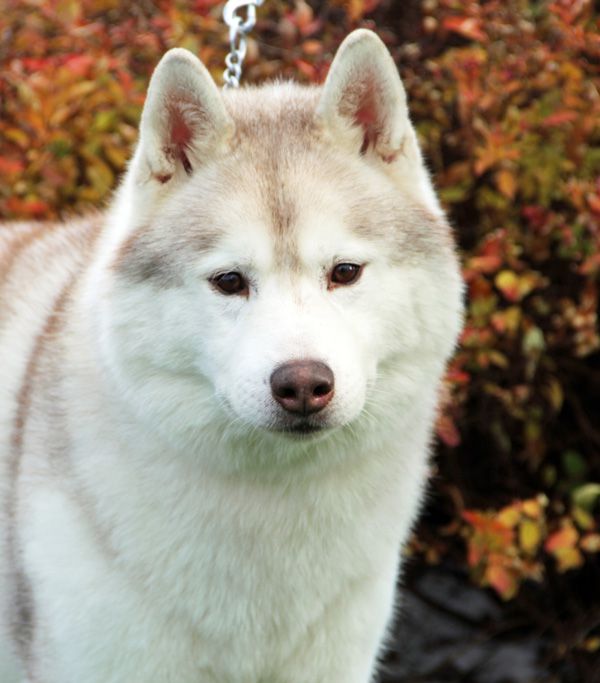 Huskavarna's Medaglia D'Oro