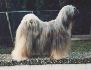 SCHANTI'S YACODARA-WOODRUFF