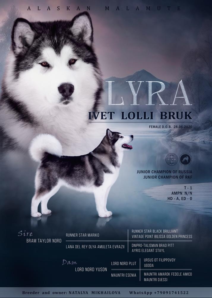 Ivet Lolli Bruk