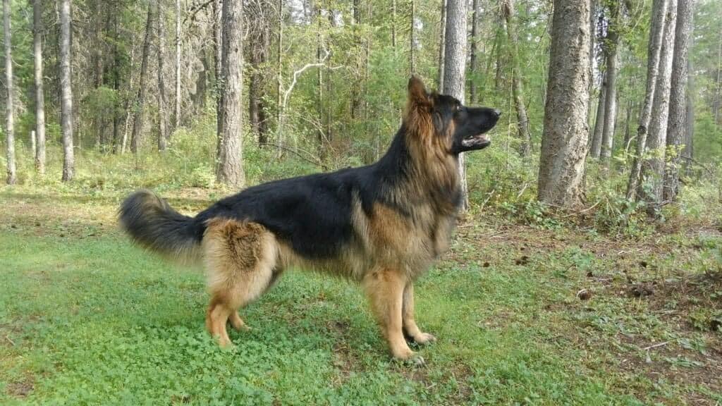 Aslan Von Swift Amw