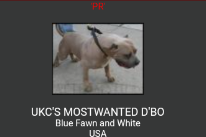 UKC'S MOSTEDWANTED D'BO