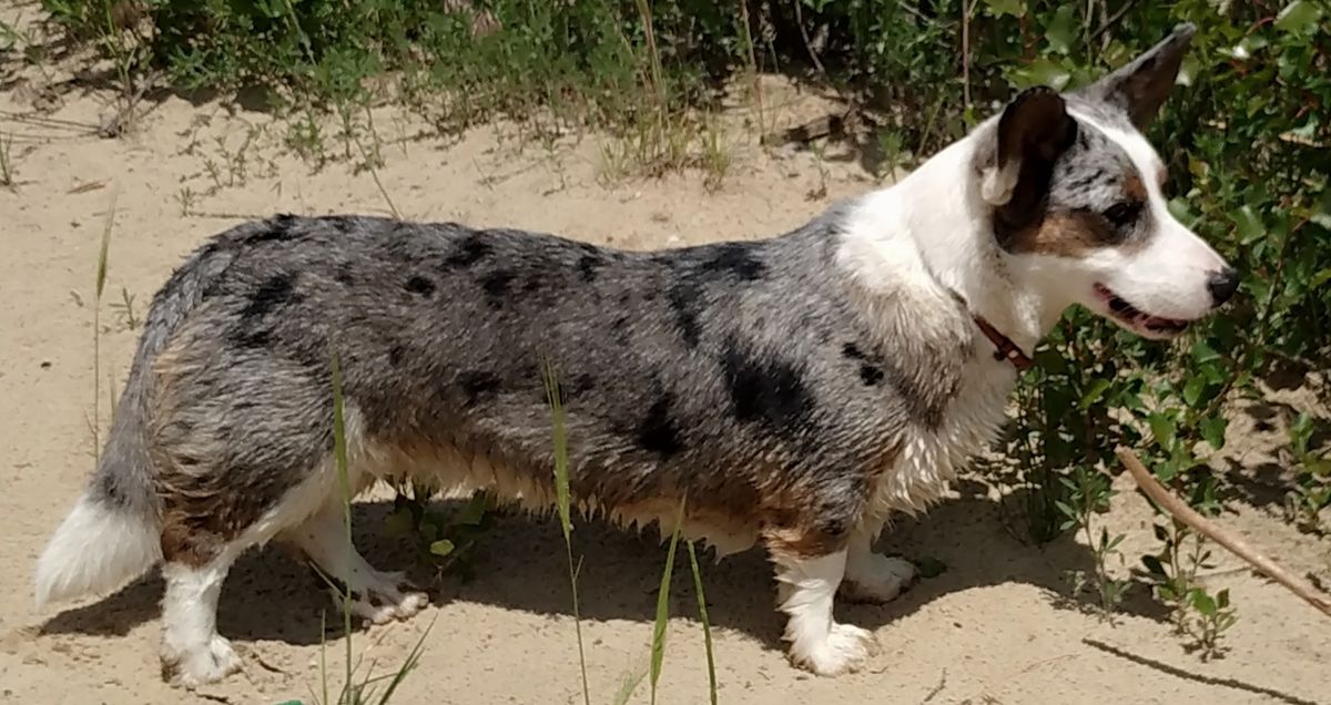 VISCA FOR BASMANOFF IZ GVARDII CORGOS