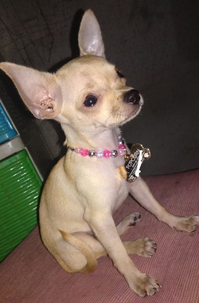 Pupcorn