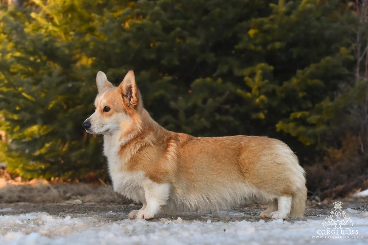 Corgi Bliss Valkyrie of Valhalla