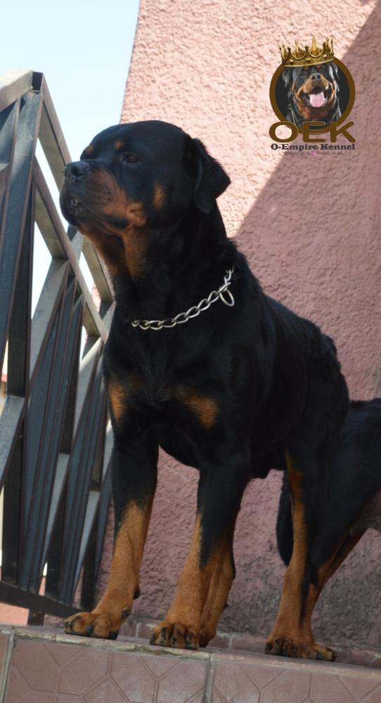 Prince of Stanley kennels