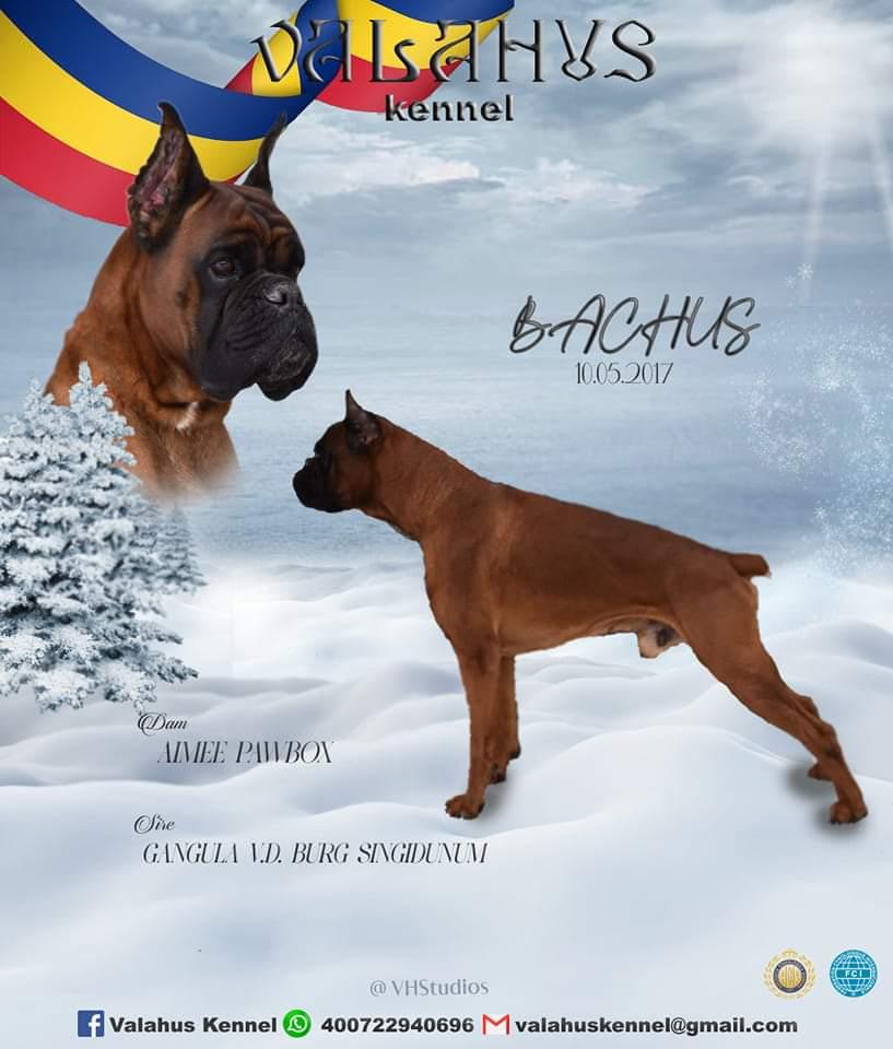 Bachus Valahus Kennel
