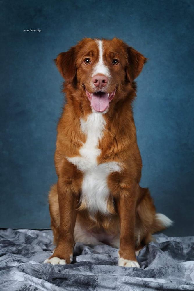 Canis Amicus Victoria