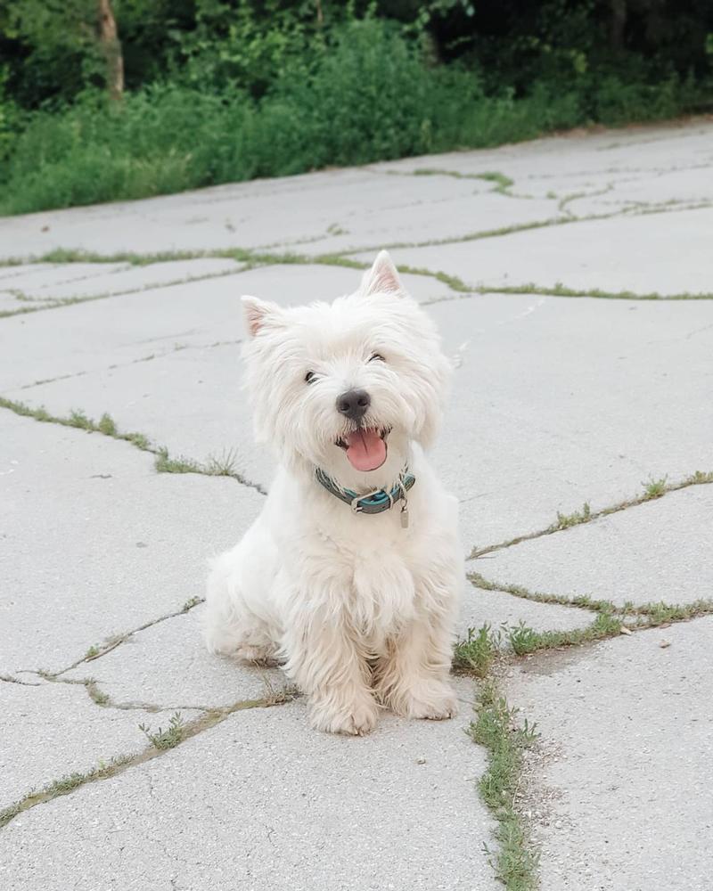 LOKI BONUS WHITE