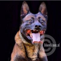 Sjonnie van ProtectionK9’s