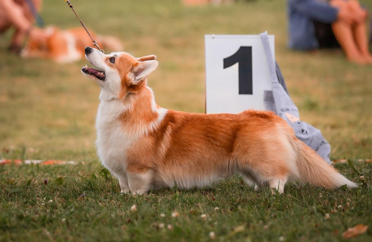 Corgirix Hot Chili Pepper