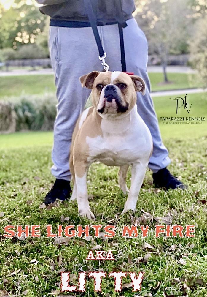 Paparazzi Kennels She Lights My Fire AKA Litty